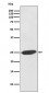 SNAP25 Antibody