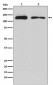 ULK1 Antibody