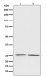 BNIP1 Antibody