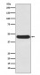 Atg4B Antibody