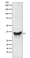 BNIP3L Antibody