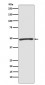 Atg4C Antibody