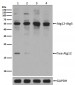 Apg12(Atg12) Antibody