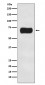 Atg16L1 Antibody