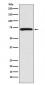 BIRC2 Antibody 