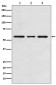 ACVRL1 Antibody