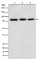 PI3 Kinase p85 alpha Antibody