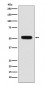 Fibulin 5 Antibody