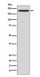 GCN2 Antibody