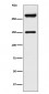 Alpha Fodrin Antibody