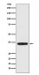 APE1 Antibody