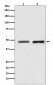 Reptin / RUVBL2 Antibody