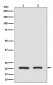 DHFR Antibody 