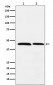 FEN1 Antibody