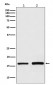 GPX4 Antibody 