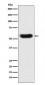 SERPINC1 Antibody 