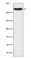 IP3 Receptor Antibody