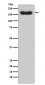 Factor H Antibody