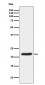 TCTP Antibody