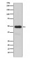 Cytochrome P450 3A4 Antibody