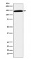 CD42b Antibody