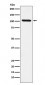 DDX58 Antibody