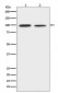 DDR2 Antibody