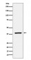 RASSF1 Antibody