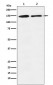 mSin3A Antibody