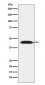 IDH2 Antibody