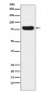 Nuclear Matrix Protein p84 Antibody