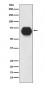 CD55 Antibody