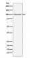 Dynamin 2 Antibody