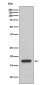 Cyclophilin F Antibody