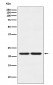 HP1 gamma Antibody