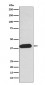 EDG2 Antibody