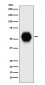 Gata6 Antibody