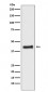 COUP TF1 Antibody