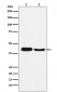 Atg4A Antibody