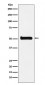 ULK3 Antibody