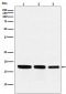 GABARAP Antibody