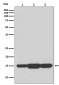 GABARAPL2 Antibody