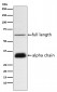 Clusterin Antibody