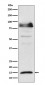 ISG15 Antibody