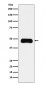 ETS1 Antibody