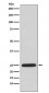 HPRT Antibody