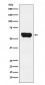 Lck Antibody 