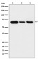 Lamin B2 Antibody 