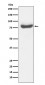 RAP80 Antibody 