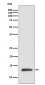 ROC1 Antibody 